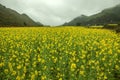 Fog and Canola field landscape Royalty Free Stock Photo