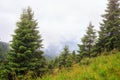 Fog and cloud mountain pine forest landscape, Carpathian, Ukraine. Royalty Free Stock Photo