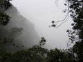 Fog, clouds, mist covered silhouette of branches of trees