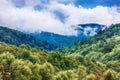 Fog clouds at the pine tree mystical woods, morning Royalty Free Stock Photo