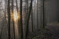 Fog coming through the forest with the sun breaking through Royalty Free Stock Photo