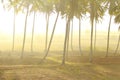 Fog covered coconut plant farm in the morning time. Beautifully grown plans about to yield sooner or later.