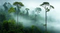 a fog-covered forest with tall trees and dense Royalty Free Stock Photo
