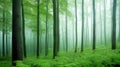 a fog-covered forest with tall trees and dense Royalty Free Stock Photo