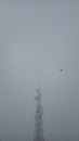 Fog covered a Tower and a bird flies near it