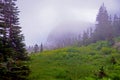 Fog covers Wildflowers growing Glacier National Park. Royalty Free Stock Photo