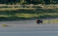 Fog Dances On Water As Bison Stands Strong In Little Missouri River