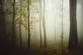Fog in dark mysterious forest in autumn Royalty Free Stock Photo
