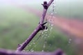 Fog drops rain drops water drops on a wooden piece Royalty Free Stock Photo