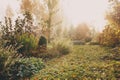 Fog in early morning in late autumn or winter garden. Royalty Free Stock Photo