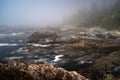 Fog envelops the rugged Wild Pacific Rim Trail, Ucluelet, on the Ucluelet Peninsula on the west coast of Vancouver Island in Royalty Free Stock Photo