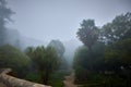 The fog is in a fabulous park. The winding path between the palm trees goes into the fog. The concept of a difficult Royalty Free Stock Photo