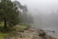 dog walking in fog on fall morning in mexican forest beside Iturbide lake Royalty Free Stock Photo