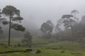 Fog on fall morning in mexican forest