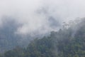 The fog floats on the top of a tree in the forest.