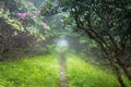 Fog and Flowers on Lush Green Hiking Trail Atop Roan Mountain