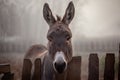 Sad donkey alone in garden Royalty Free Stock Photo