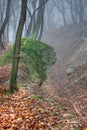 Fog in the forest