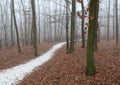 Fog in the forest