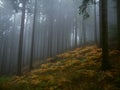 Fog in forest