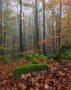 Fog forest of the beech trees. Fall scenery. From the lawn covered with orange leaves is located beautiful old stone. Autumn Royalty Free Stock Photo