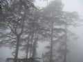 Fog in the forest, big high trees in kashmir, kashmir big trees Royalty Free Stock Photo