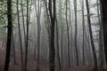 Fog forest Royalty Free Stock Photo