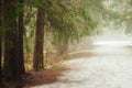 Fog in the forest, fir-tree branches hanging over the road Royalty Free Stock Photo