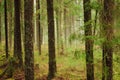 Fog in the forest, fir-tree branches hanging over the road Royalty Free Stock Photo