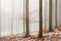 Fog in the forest Royalty Free Stock Photo