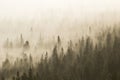 Fog in the forest in the morning. Foggy landscape photographed from Rukatunturi fjell near Kuusamo