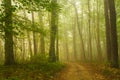 Fog in forest