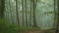 Fog in forest