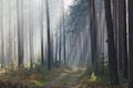 Fog in the forest. Royalty Free Stock Photo