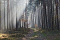 Fog in the forest. Royalty Free Stock Photo