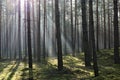 Fog in the forest. Royalty Free Stock Photo