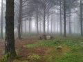 Fog in a forest picnic area Royalty Free Stock Photo