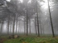 Fog in a forest picnic area - 2 Royalty Free Stock Photo