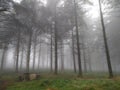 Fog in a forest picnic area - 2