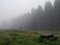 Fog in a forest picnic area - 4 Royalty Free Stock Photo