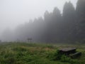 Fog in a forest picnic area - 4