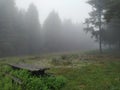 Fog in a forest picnic area - 5