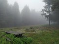 Fog in a forest picnic area - 5 Royalty Free Stock Photo
