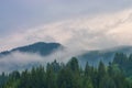 Fog in the forest of pine trees in the mountains Royalty Free Stock Photo