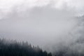 Fog in the forest of pine trees in the mountains Royalty Free Stock Photo