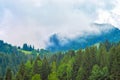 Fog in the forest, pine trees, mountains