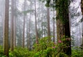 Fog in the Forest. Pretty pink rhododendrons and California Redwoods