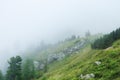 Fog in the forest in Reitaralm, Austia Royalty Free Stock Photo