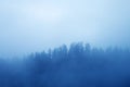Fog in the forest in Reitaralm, Austia Royalty Free Stock Photo