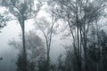 Fog in the forest, trees and mountains, mist in the morning Royalty Free Stock Photo